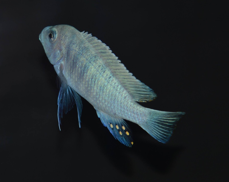 Maylandia estherae 'Chiofu Bay'